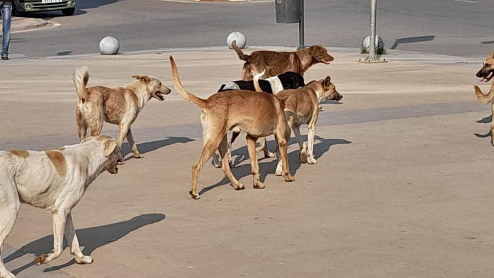 كلب ضال يهاجم طفلا بتارودانت.. والساكنة تدق ناقوس الخطر (+الصور) كلب ضال يهاجم طفلا بتارودانت.. والساكنة تدق ناقوس الخطر (+الصور)