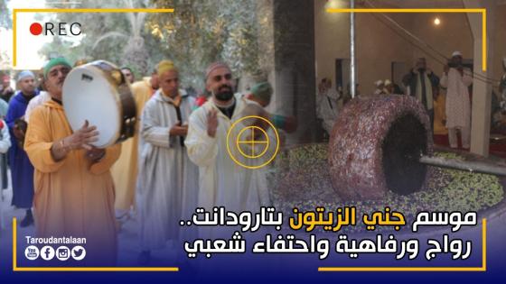 تارودانت: موسم جني الزيتون.. رواج ورفاهية واحتفاء شعبي
