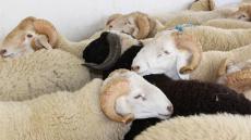 وزارة الأوقاف والشؤون الإسلامية توزِّع أضاحي العيد على الأسر المعوزة