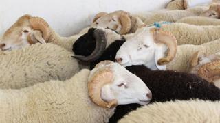 وزارة الأوقاف والشؤون الإسلامية توزِّع أضاحي العيد على الأسر المعوزة