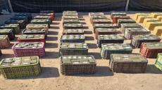 حجز أزيد من 8 اطنان من المخدرات بضيعة فلاحية بجماعة الكدية نواحي تارودانت