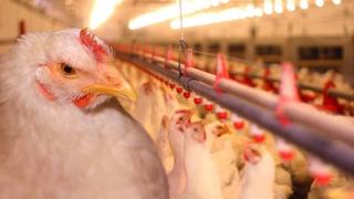 ارتفاع أسعار الدجاج والبيض يلهب جيوب المواطنين بتارودانت