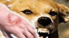 كلب مسعور يتسبب بفاجعة تهز إقليم تارودانت