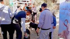 توزيع أزيد من 200 رأس من الماعز