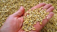 توزيع أزيد من 130 ألف قنطار من الشعير المدعم لفائدة فلاحي إقليم تارودانت