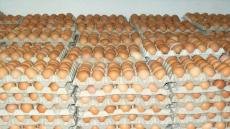 مواطنون يشتكون من ارتفاع أسعار البيض بتارودانت ويطالبون الجهات المعنية بالتدخل العاجل