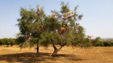 عامل إقليم تارودانت يمنع جني الأركان أو الرعي في مناطقه
