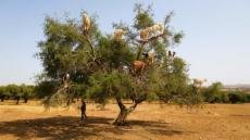 تارودانت: قرار عاملي بمنع الرعي وجني الأركان خلال فترة الأكدال حفاظاً على الموارد الطبيعية