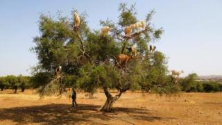 تارودانت: قرار عاملي بمنع الرعي وجني الأركان خلال فترة الأكدال حفاظاً على الموارد الطبيعية