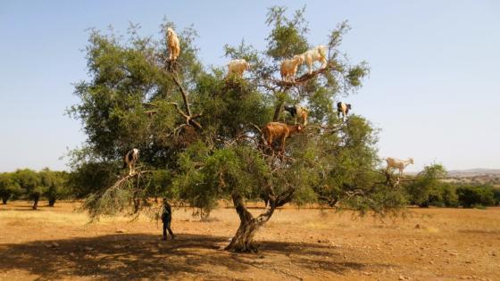 تارودانت: قرار عاملي بمنع الرعي وجني الأركان خلال فترة الأكدال حفاظاً على الموارد الطبيعية