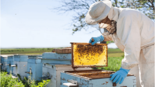 رئيس « جمعية للنحالين » يرد على تصريحات الوزير الصديقي بالبرلمان